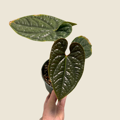 Anthurium Radicans x Luxurians