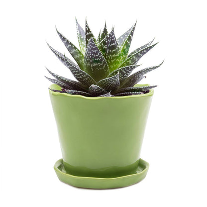 Tika 8&quot; Pot &amp; Saucer