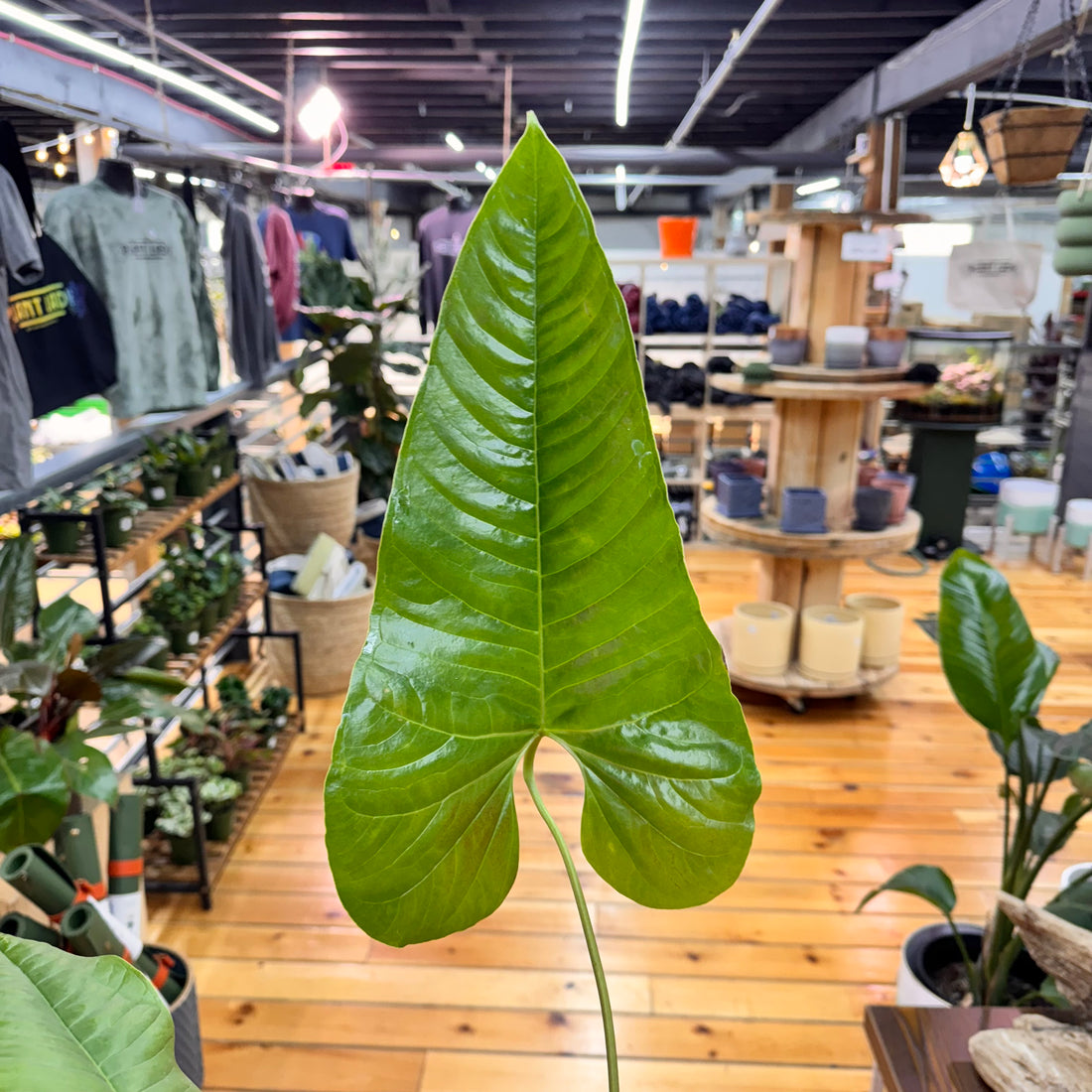 Anthurium NOID