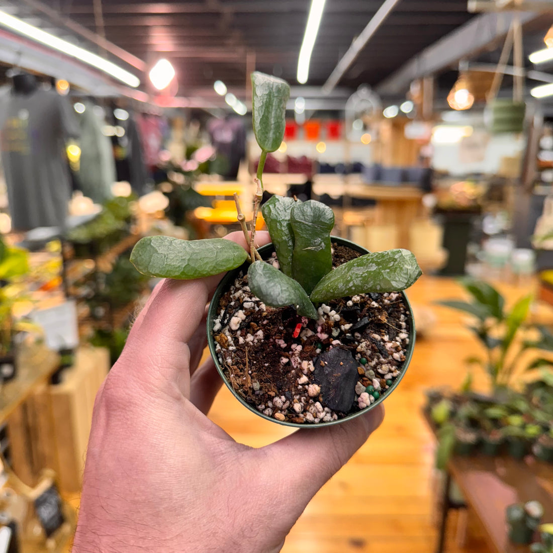 Hoya Rotundiflora
