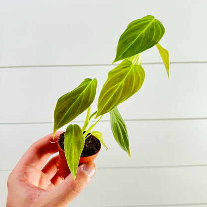 Philodendron Glorious