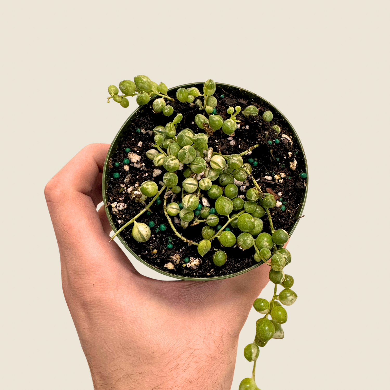 String of Pearls Variegated