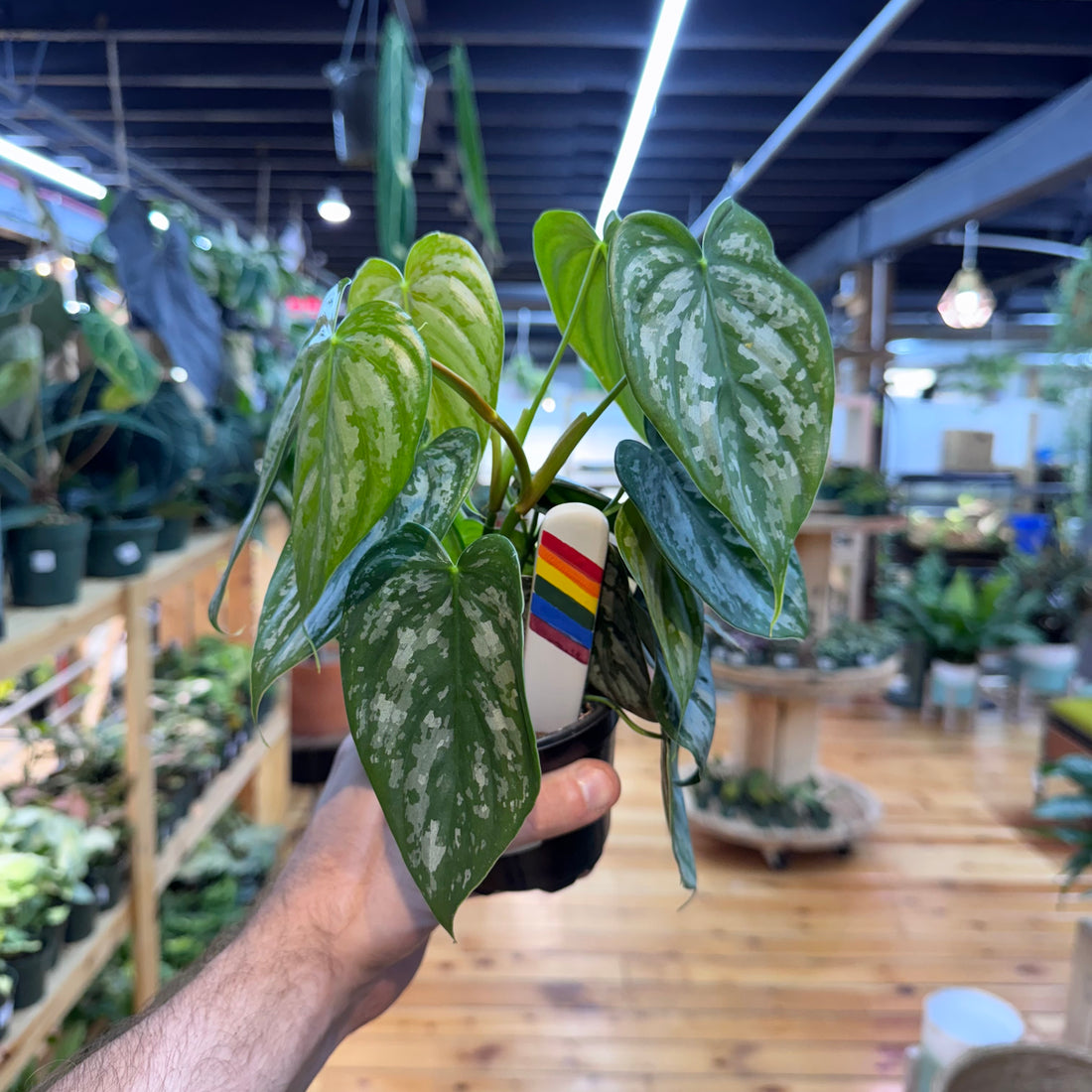 Philodendron Branditianum