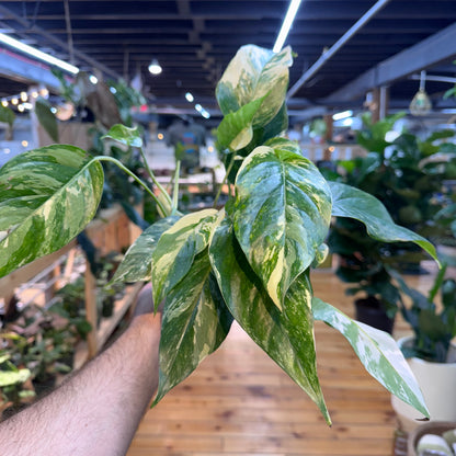 Epipremnum Pinnatum Albo