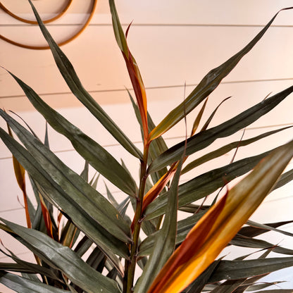 Alpinia Red Rubin Ginger