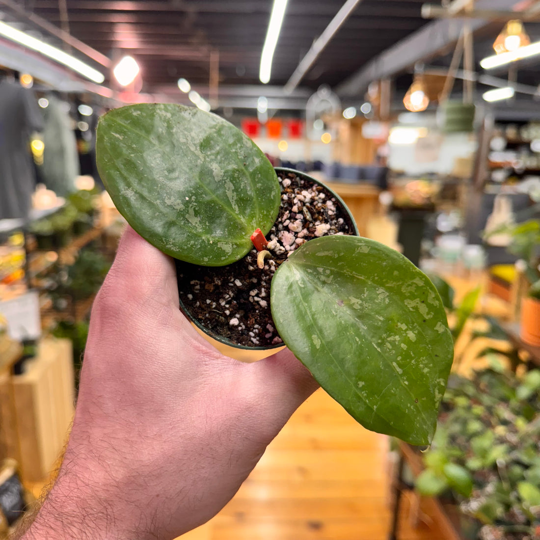 Hoya Latifolia &