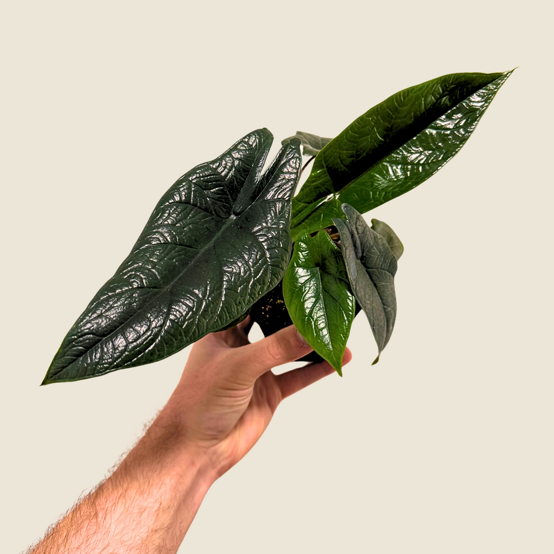 4&quot; Alocasia Scalprum