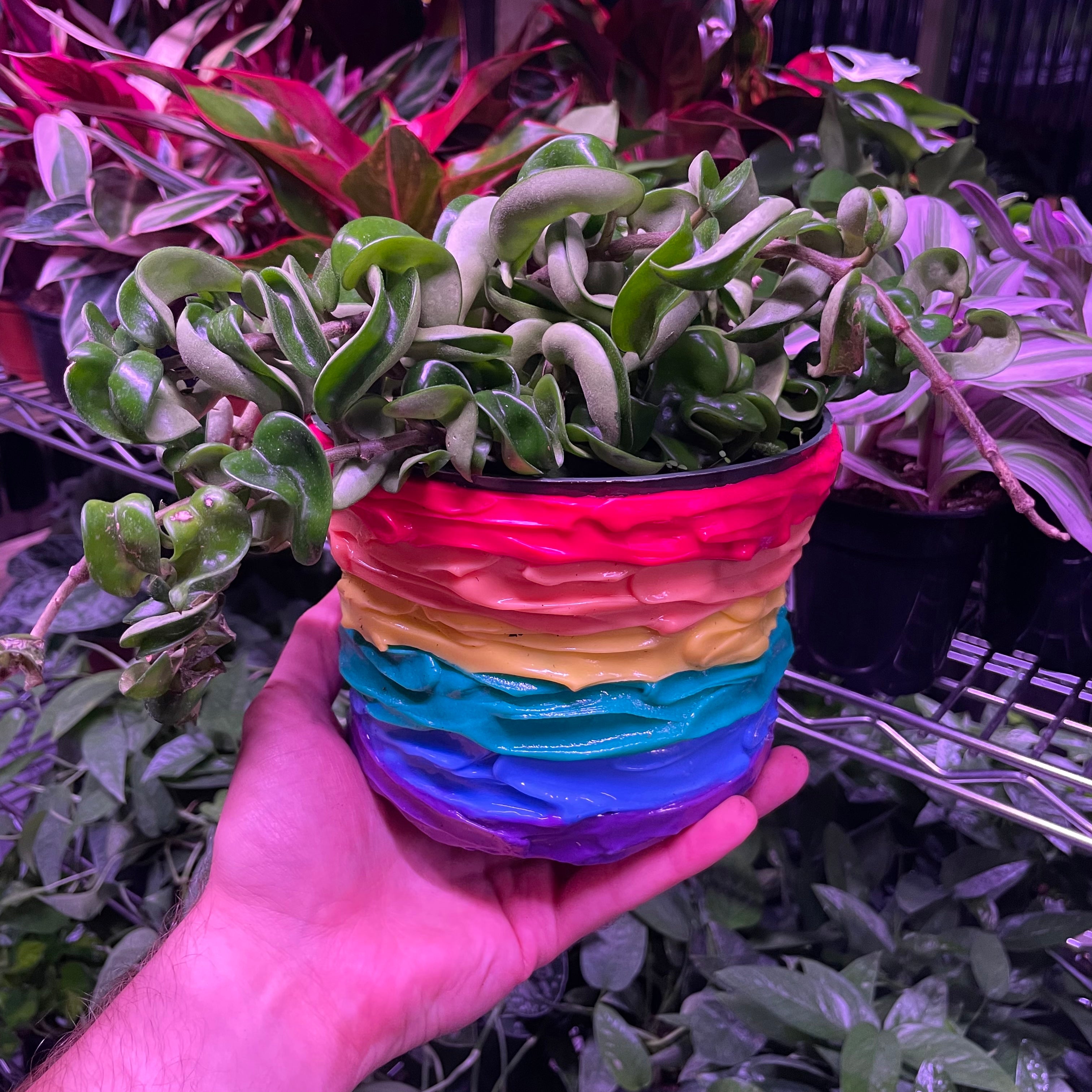 Pride Rubber Planter