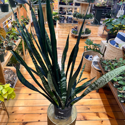 Sansevieria Zeylanica