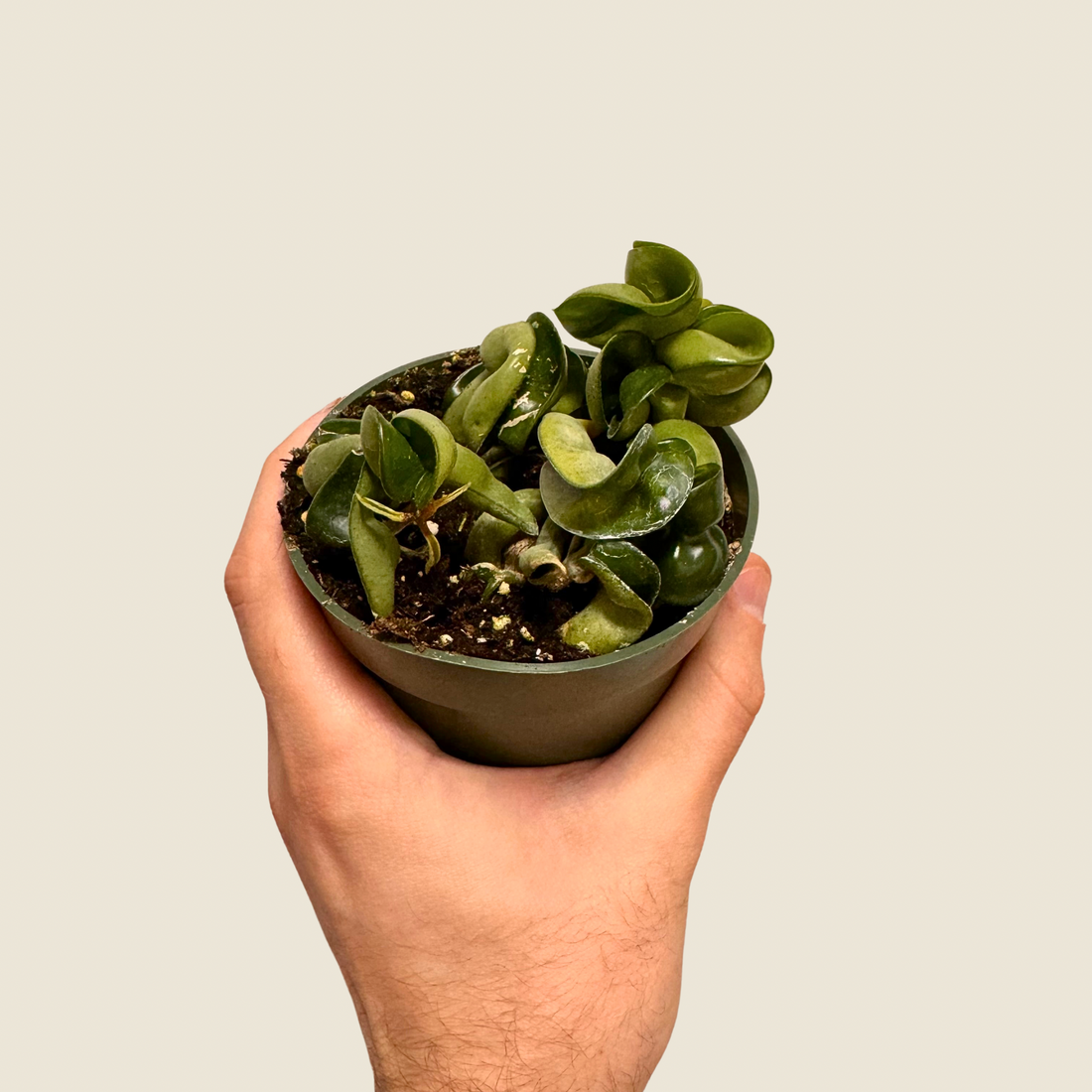 4&quot; Hoya Rope Compacta