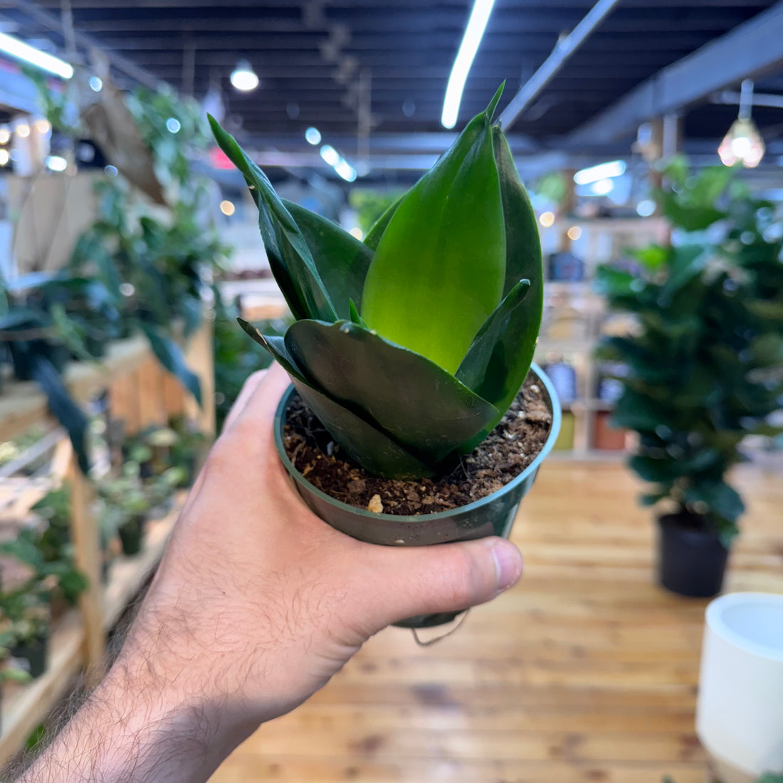 Sansevieria Black Hahnii