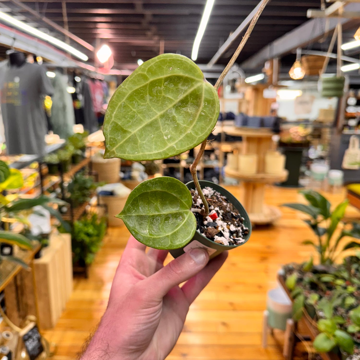 Hoya sp. Sarawak Borneo