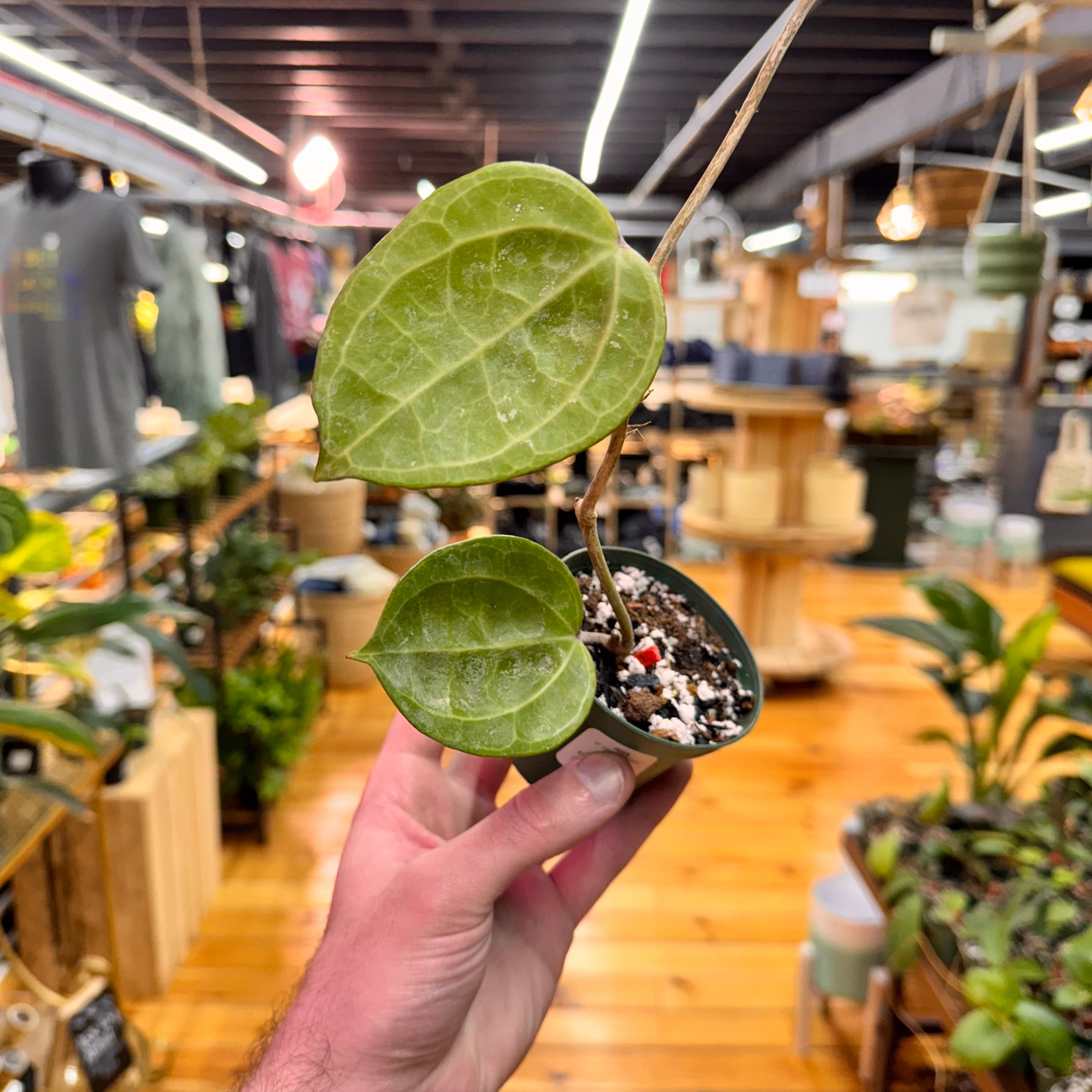 Hoya sp. Sarawak Borneo