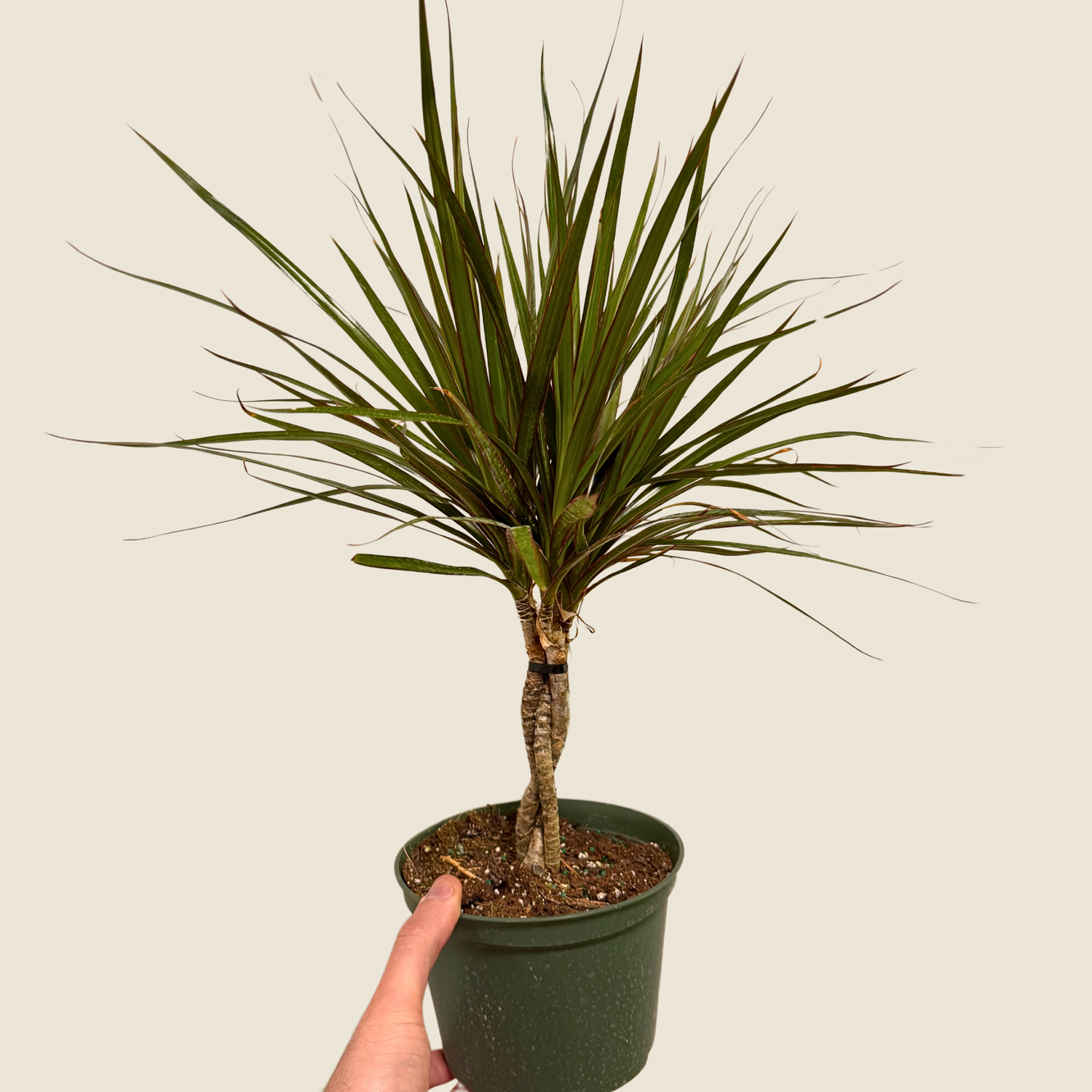 Dracaena Marginata Bicolor