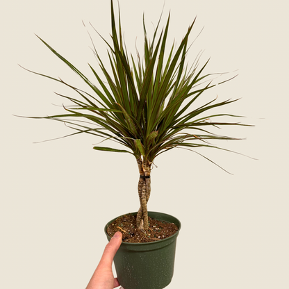 Dracaena Marginata Bicolor