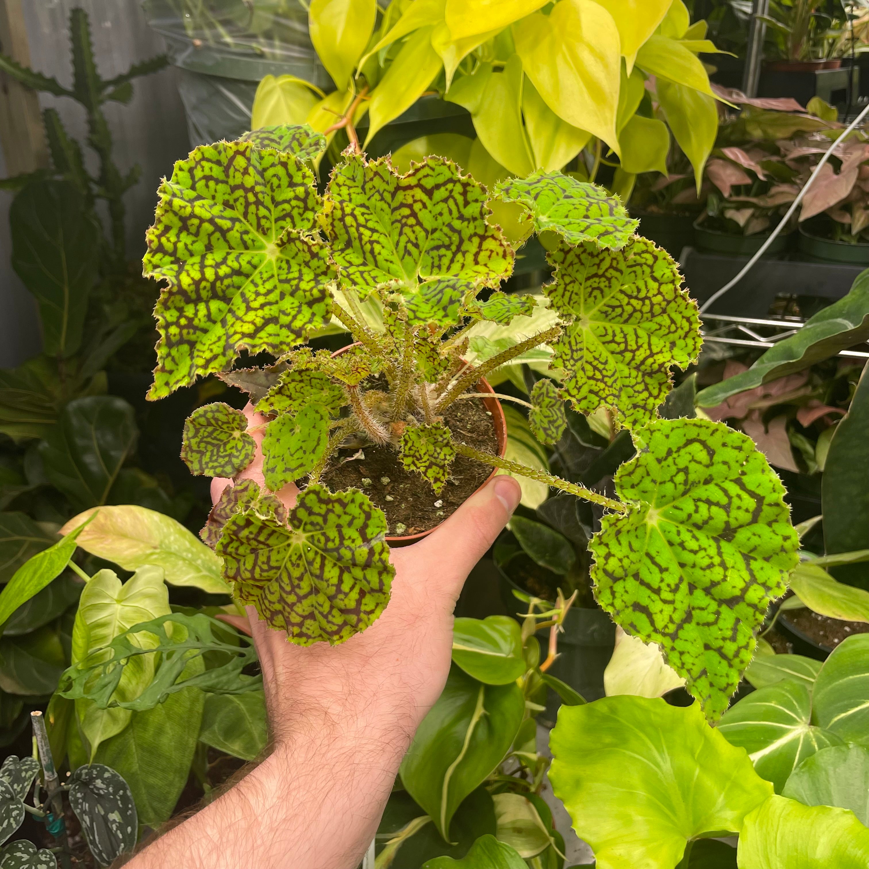 Begonia Deco Checks