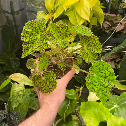 Begonia Deco Checks