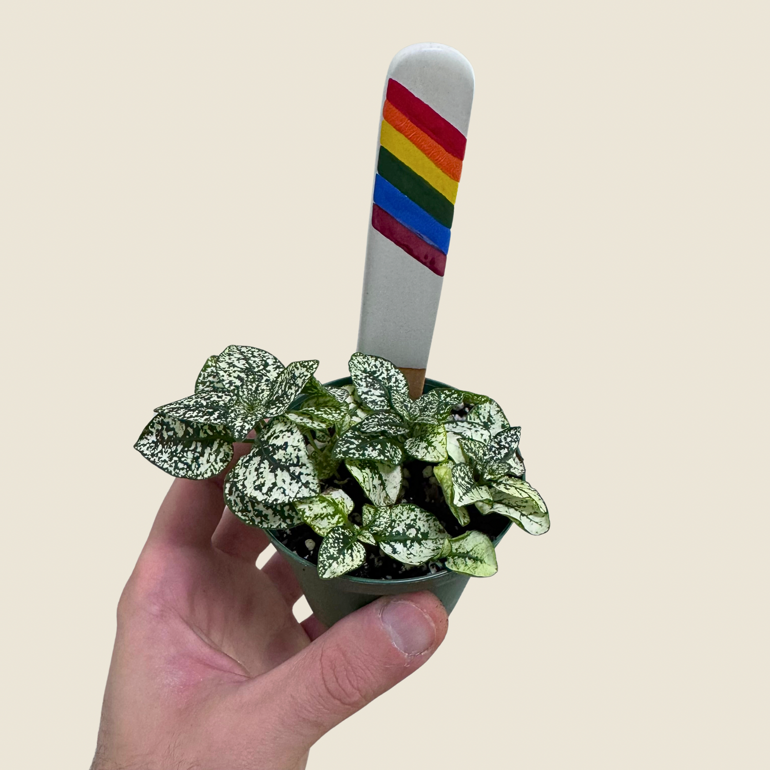 Hypoestes Polka Dot