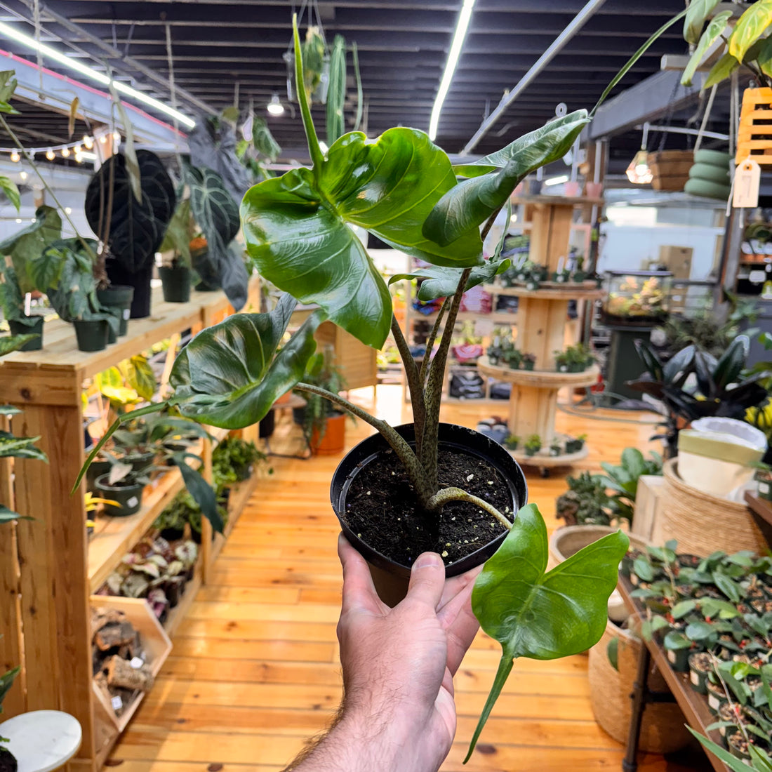 Alocasia Stingray