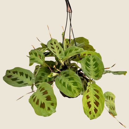 Maranta Leuconeura &