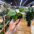 Hand holding a small potted plant in a store setting with plants and shelves in the background