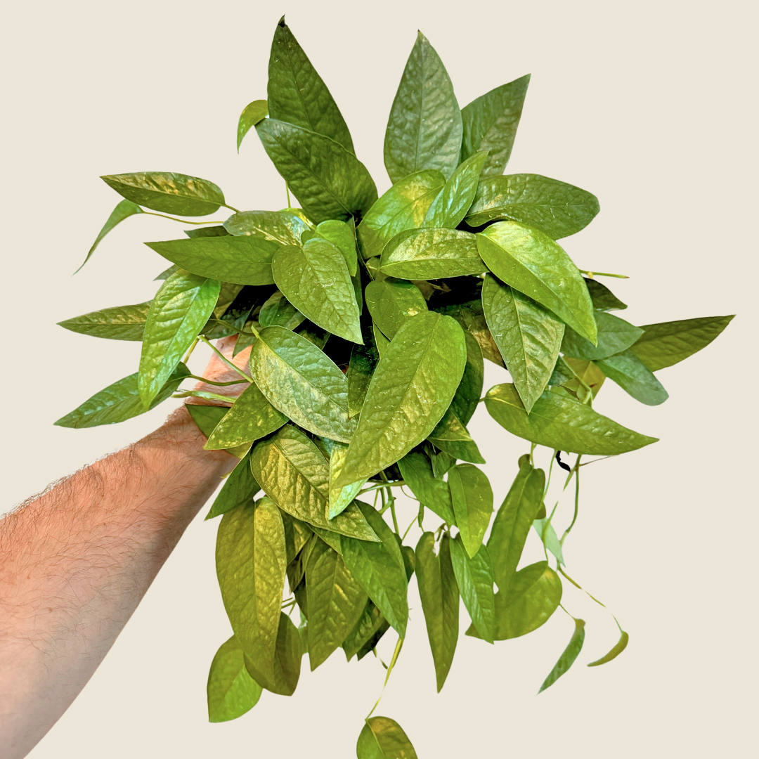 4&quot; Pothos Cebu Blue