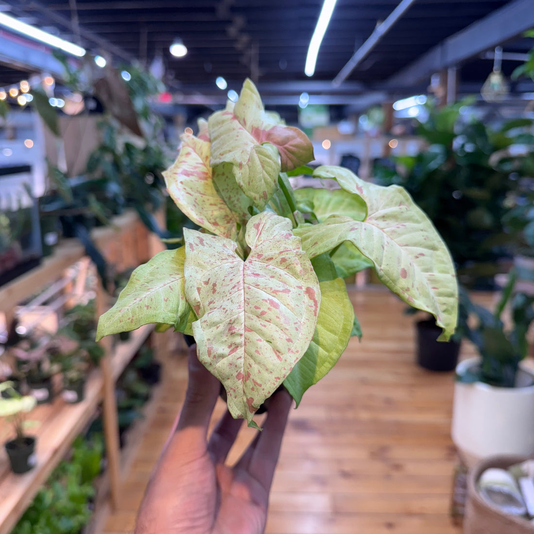 Person holding a leafy green plant in a store with plants in the background