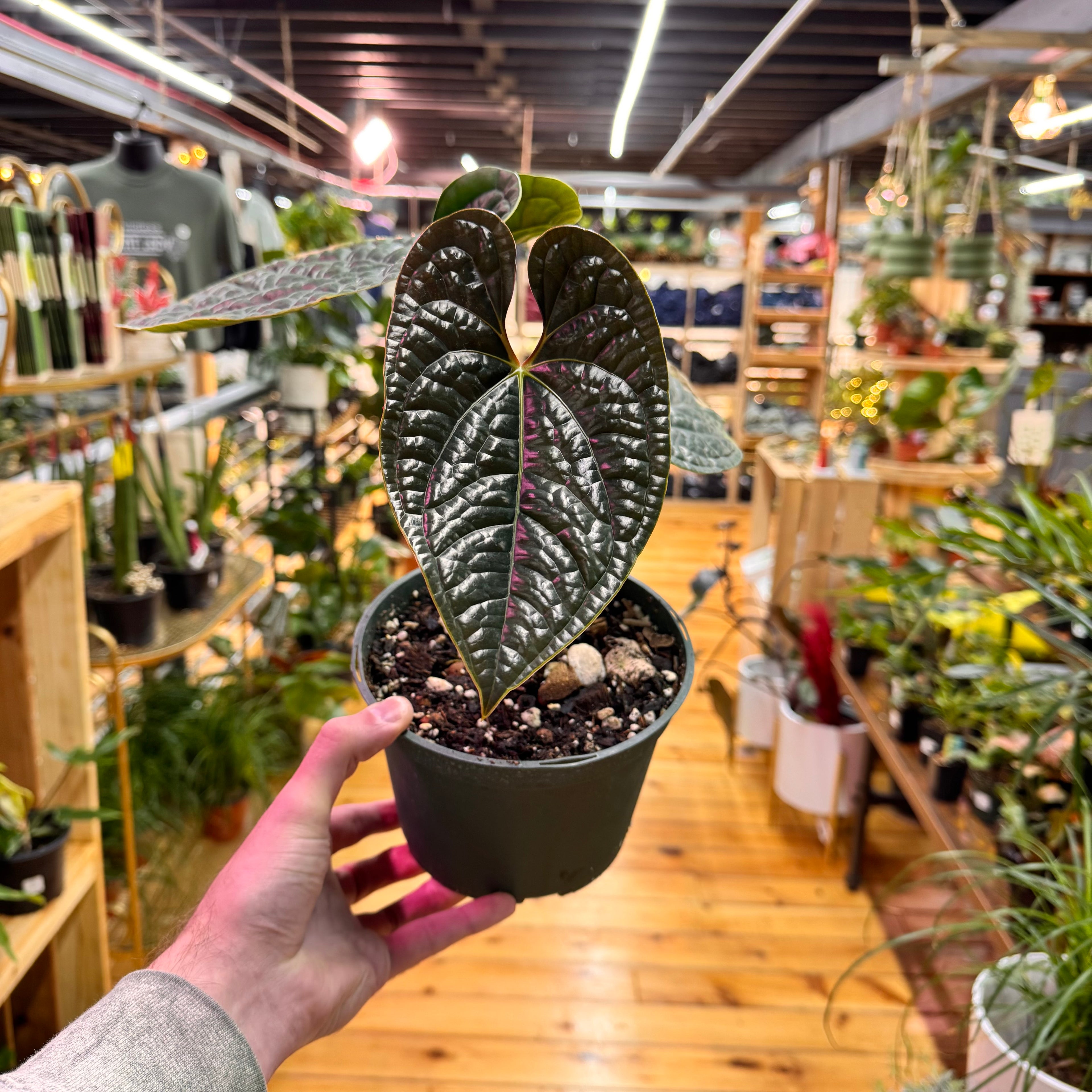 Anthurium Radicans x Luxurians