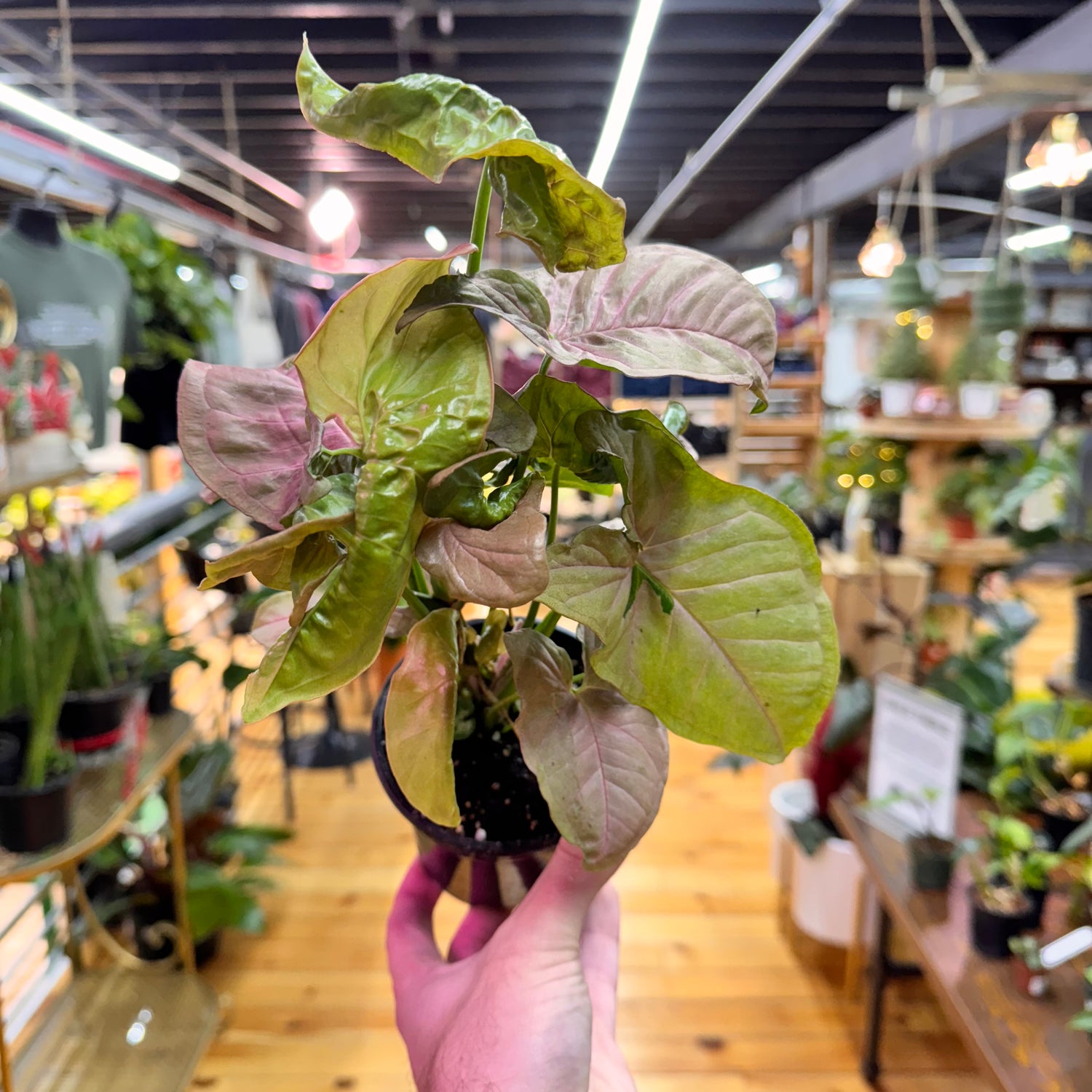 Syngonium Neon Pink