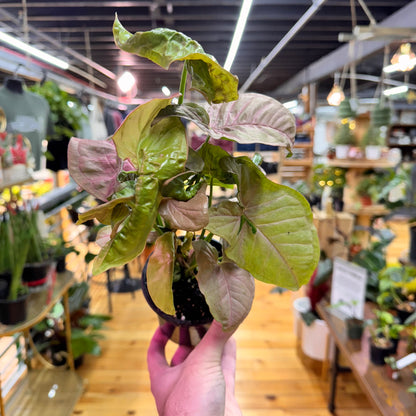 Syngonium Neon Pink
