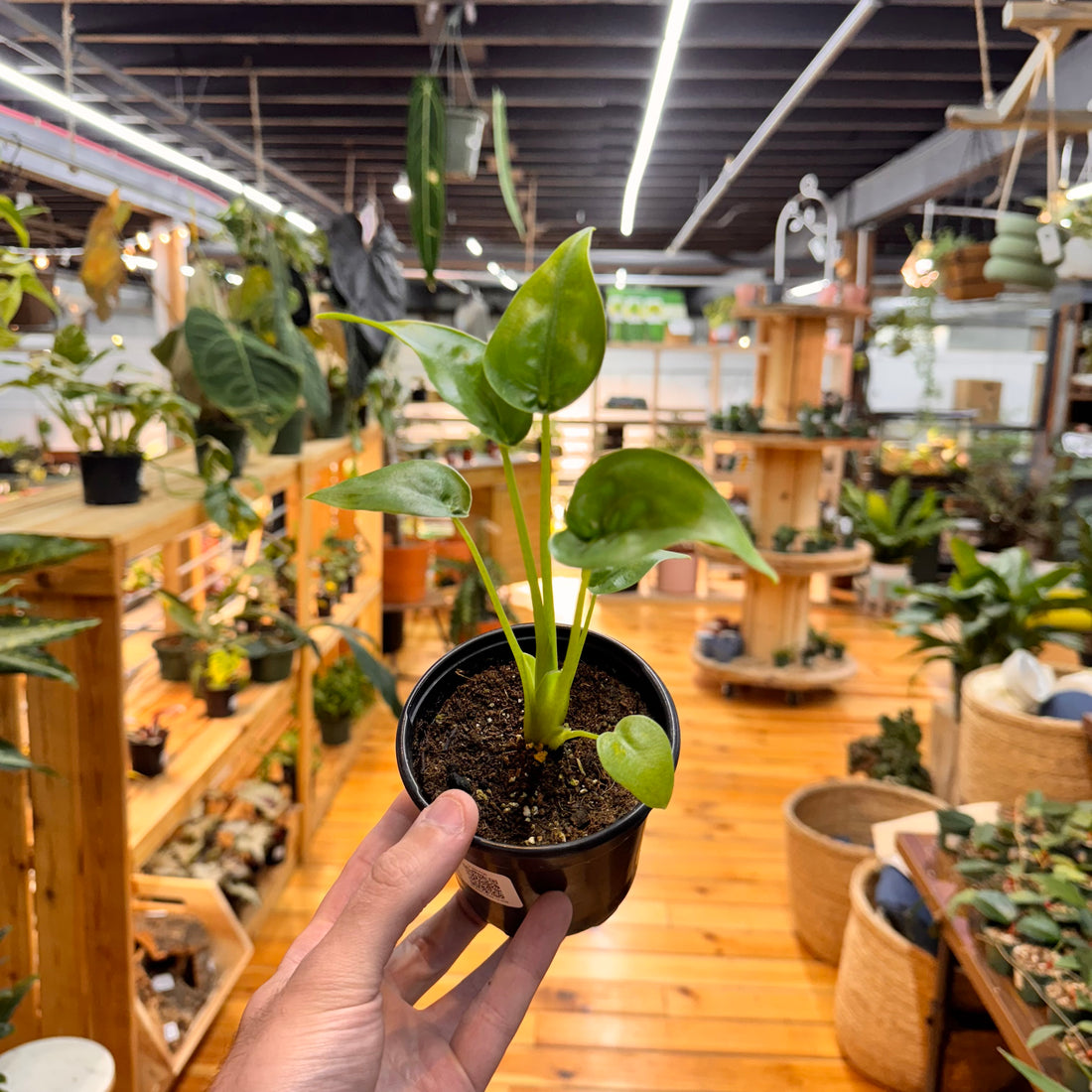 Alocasia Tiny Dancer