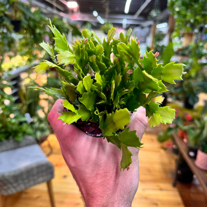 Schlumbergera Holiday Cactus