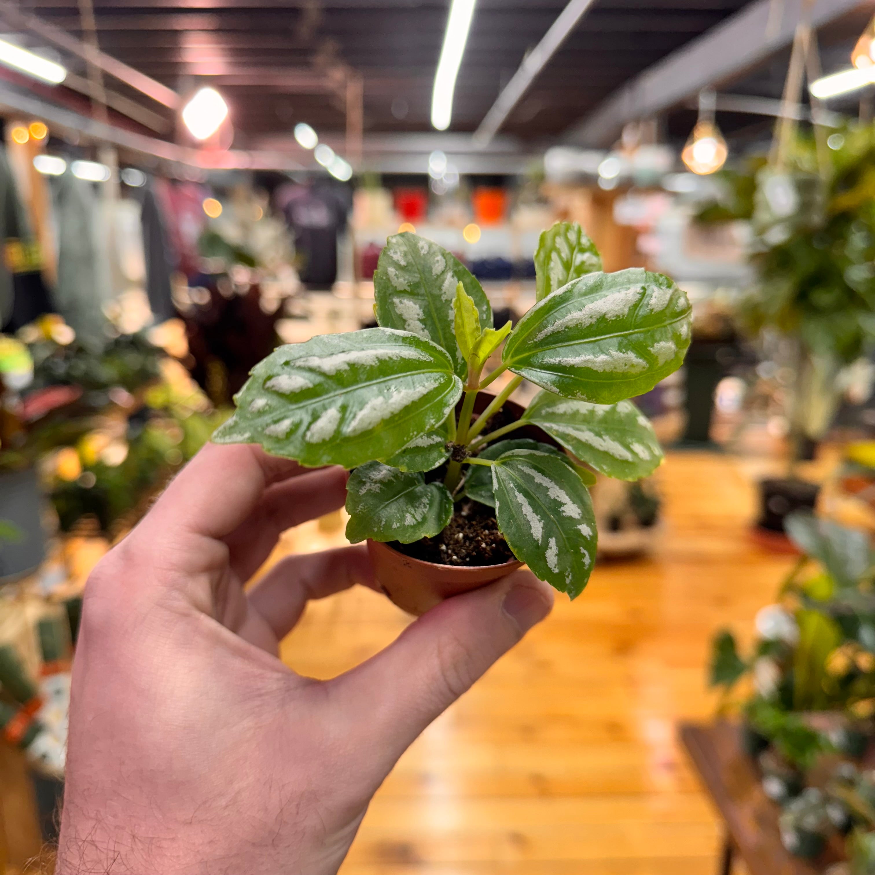 Pilea Aluminum