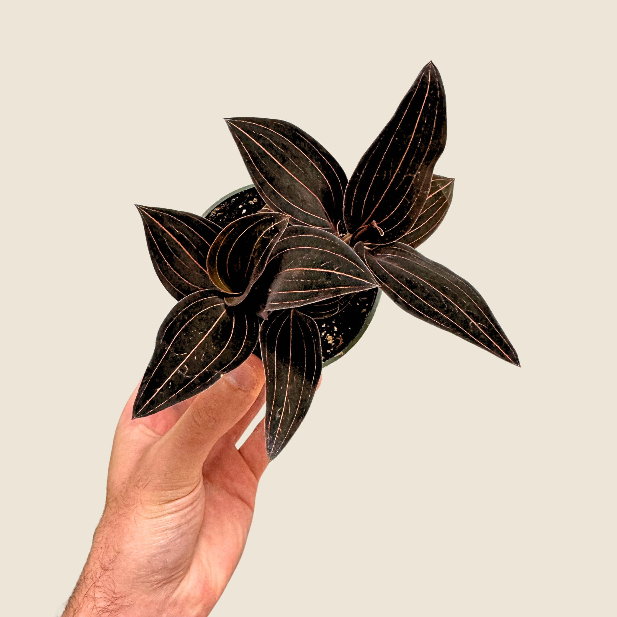 Jewel Orchid &