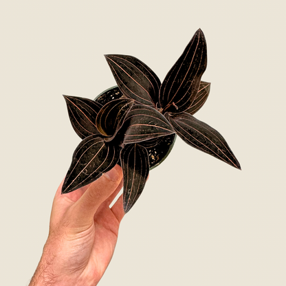 Jewel Orchid &