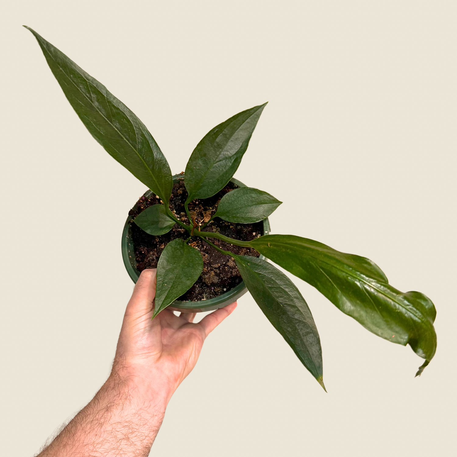 Hand Holding House Plant With Tan Background