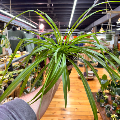 Spider Hawaiian