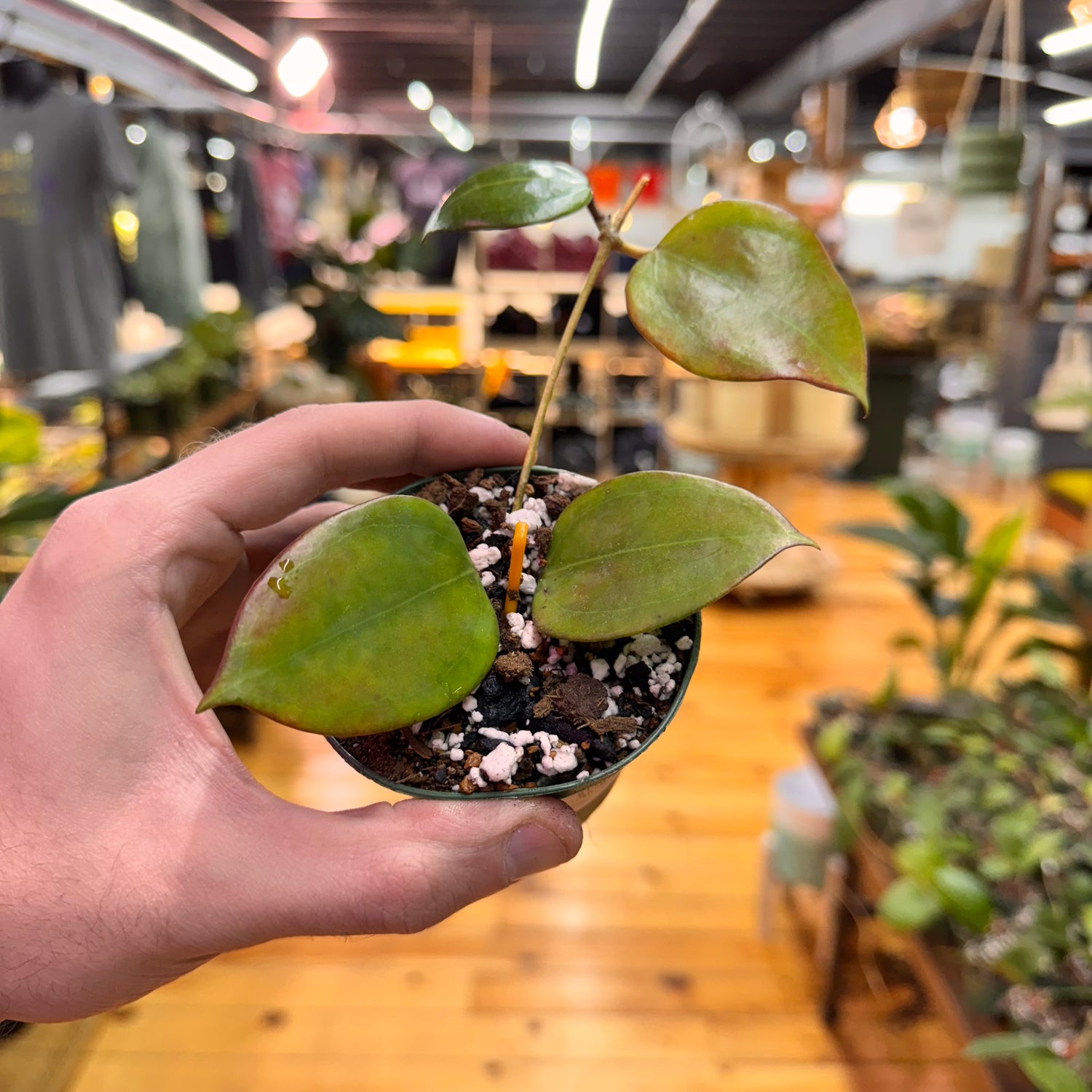 Hoya Dolichosparte