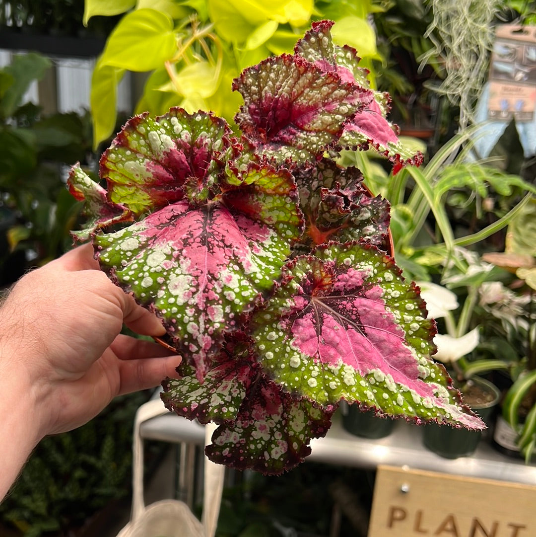 Begonia Harmony&