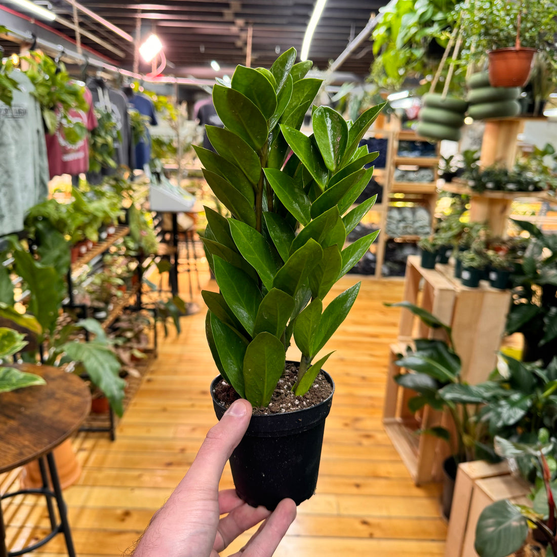 Zamioculas Zamiifolia &