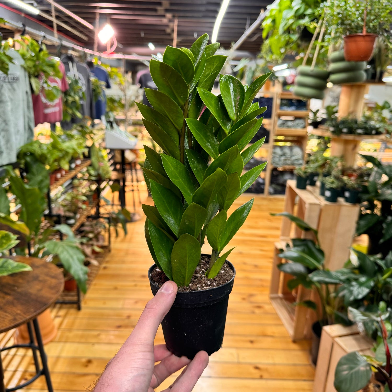 Zamioculas Zamiifolia &