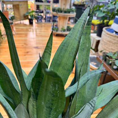 Sansevieria Moonshine