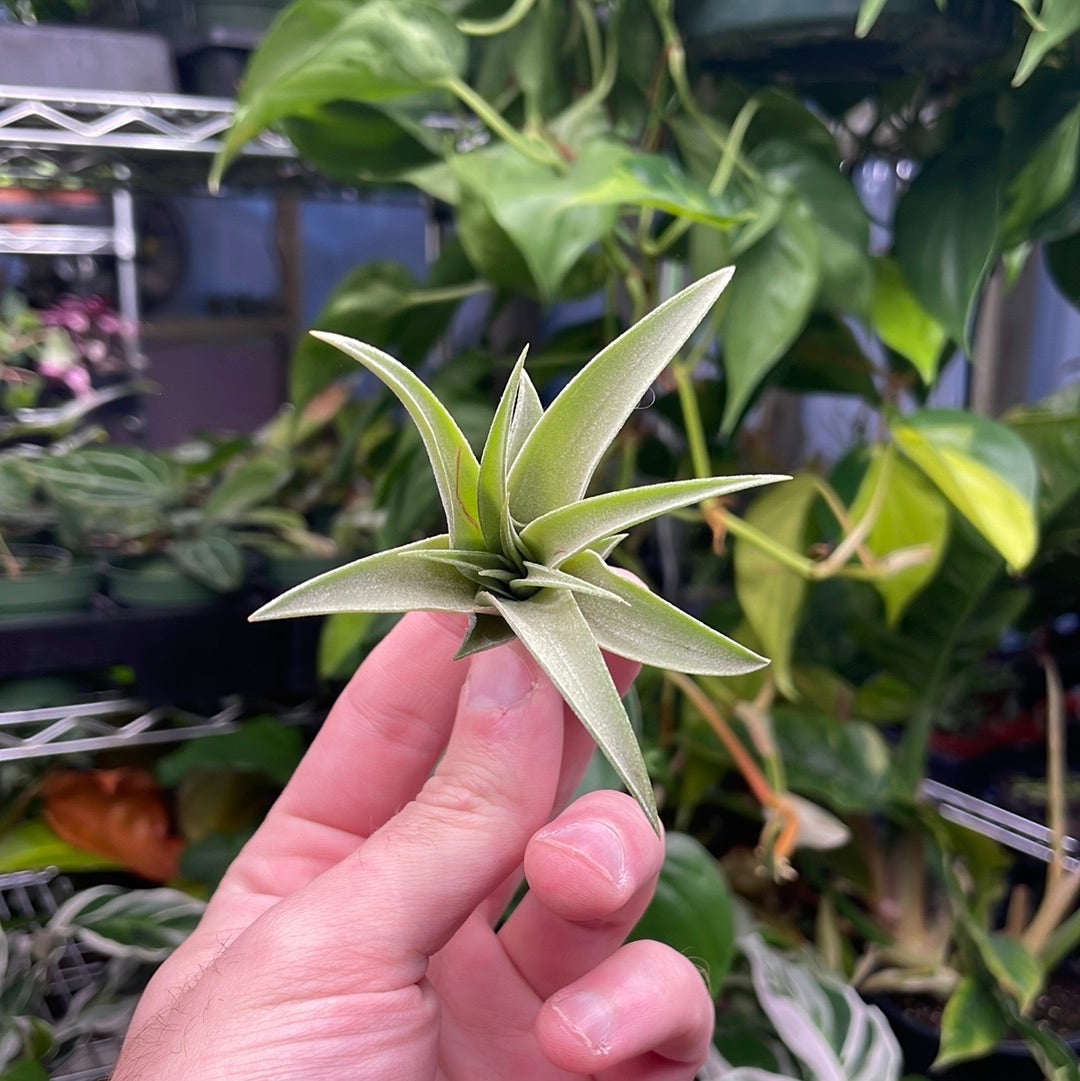 Capitata Peach Air Plant