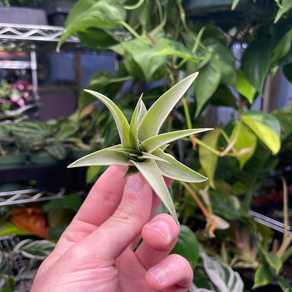 Capitata Peach Air Plant
