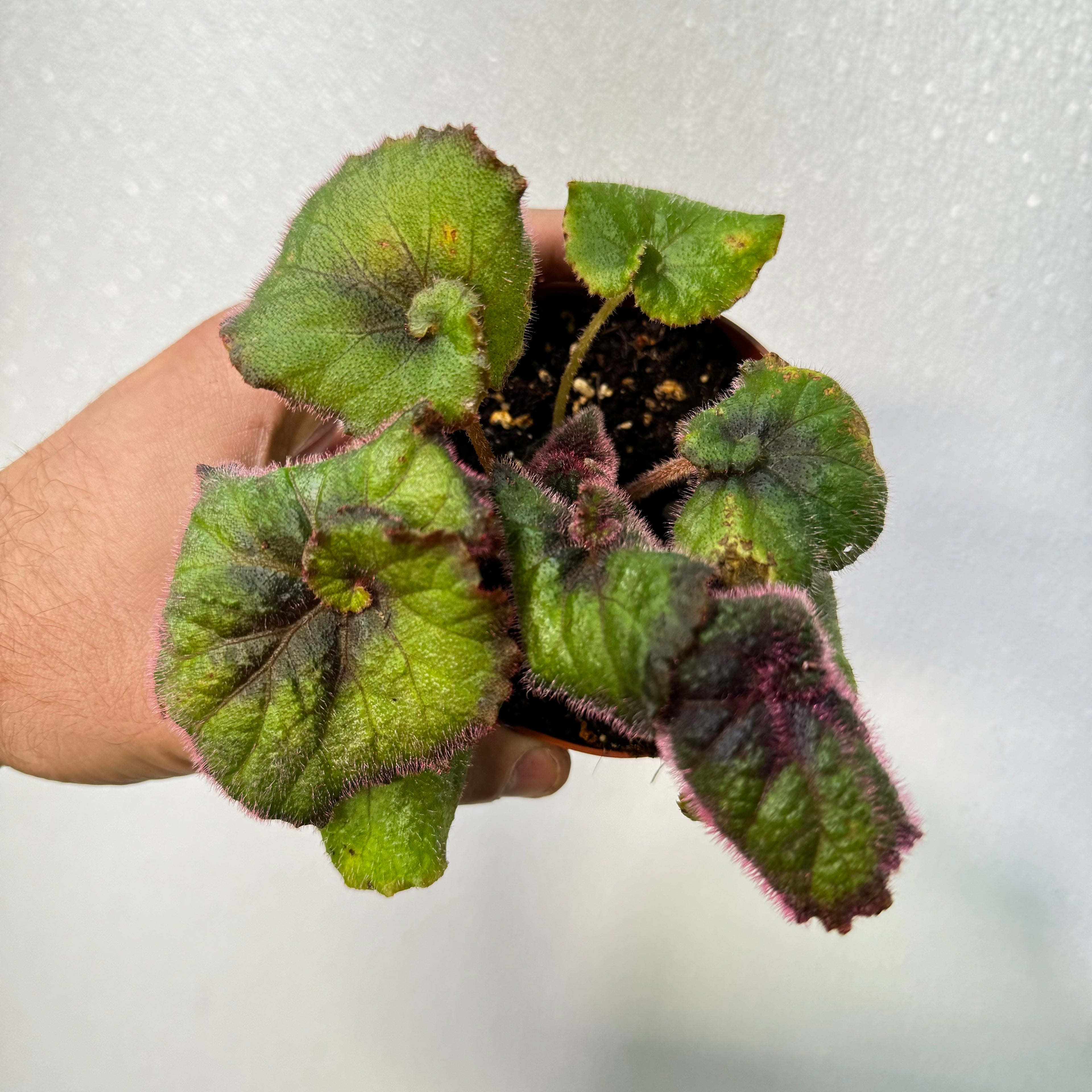 Begonia Nautilus