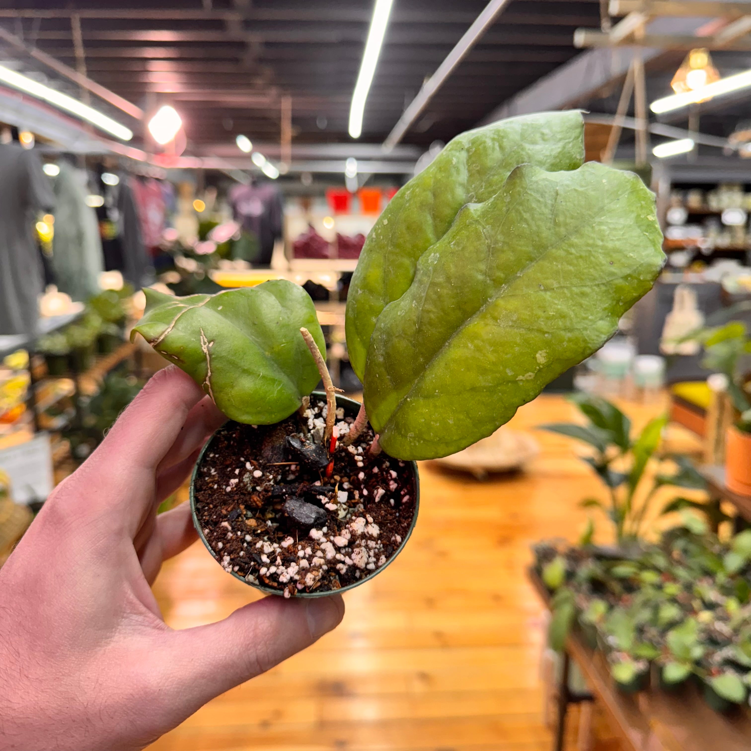 Hoya sp. AH-556 &