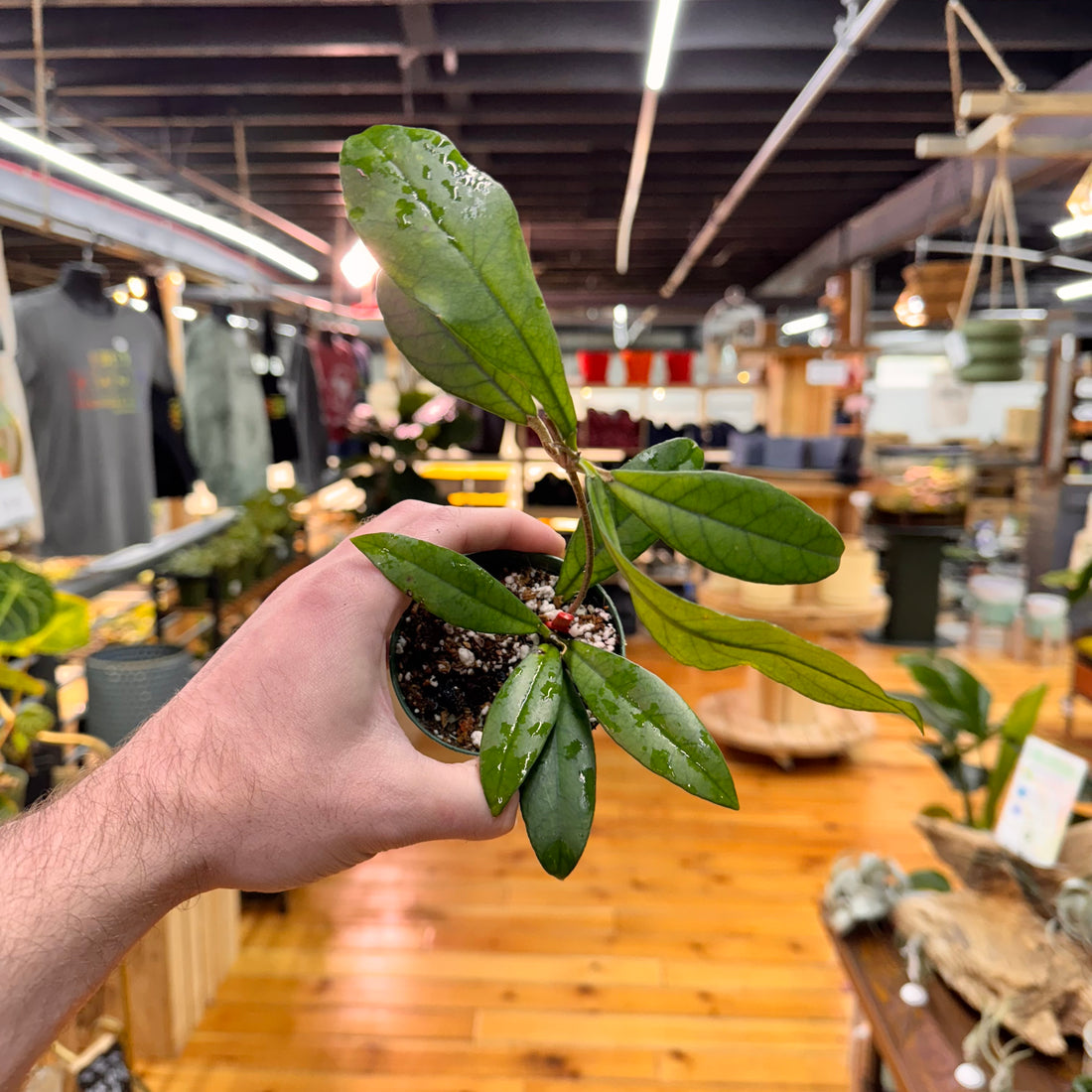 Hoya Crassipetiolata &
