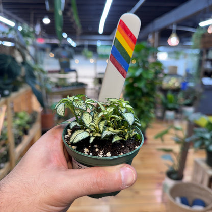 Fittonia &
