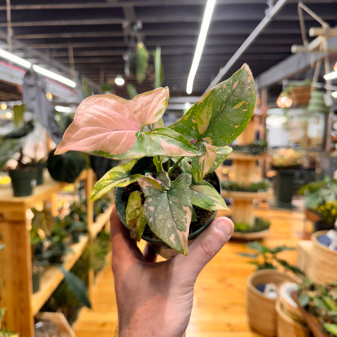 Syngonium Tricolor