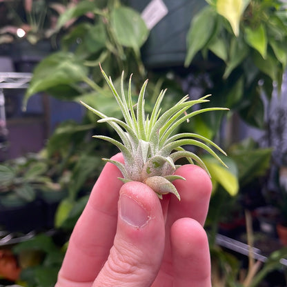 Ionantha Rubra Air Plant